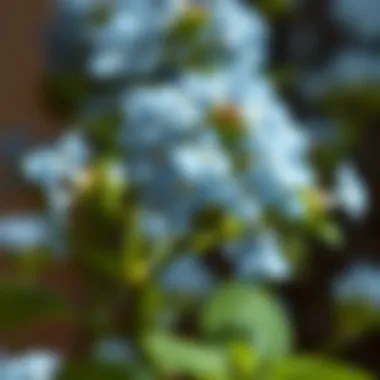 Magnificent Exploring the Appeal of Artificial Forget Me Not Flowers for Sale Magnificent Exploring the Appeal of Artificial Forget Me Not Flowers for Sale