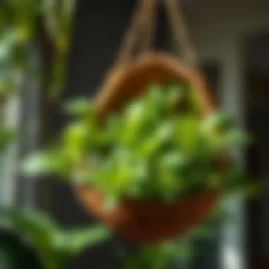 Close-up of coconut shell planter with lush greenery.