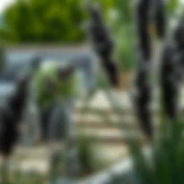 Stylish outdoor setting featuring tall black pampas grass