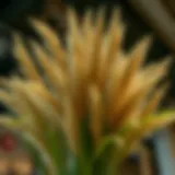Exploring Artificial Pampas Grass: A Comprehensive Guide Introduction