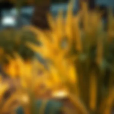 Notable Exploring Artificial Pampas Grass: A Comprehensive Guide