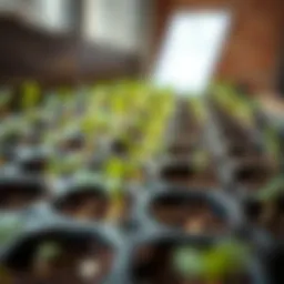Close-up of a 36 cell seed tray filled with soil and sprouting seeds
