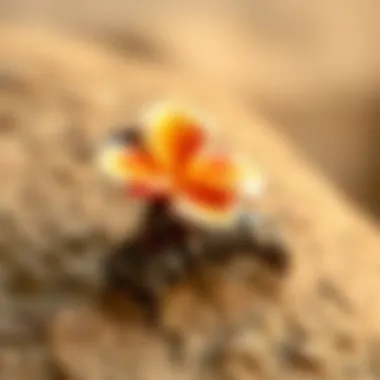 Craftsmanship of Hawaiian Claw Clips Close-up of a Hawaiian flower claw clip on a textured surface, highlighting its craftsmanship