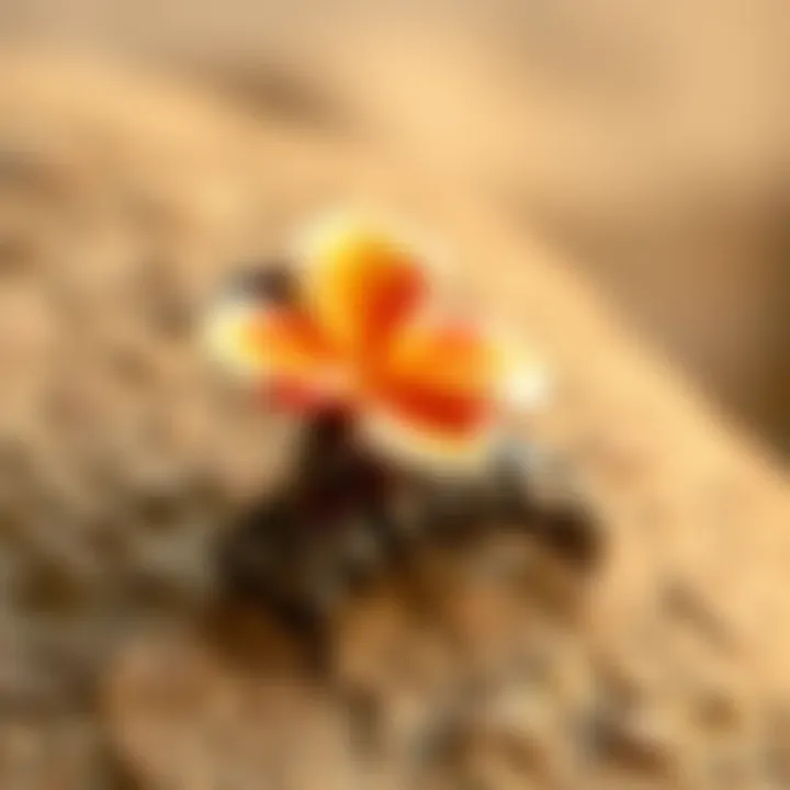 Craftsmanship of Hawaiian Claw Clips Close-up of a Hawaiian flower claw clip on a textured surface, highlighting its craftsmanship