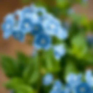Exploring the Appeal of Artificial Forget Me Not Flowers for Sale Summary Exploring the Appeal of Artificial Forget Me Not Flowers for Sale Summary