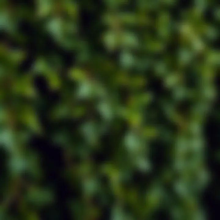 Realistic Texture of Artificial Ivy Close-up view of UV resistant artificial ivy showcasing its realistic texture