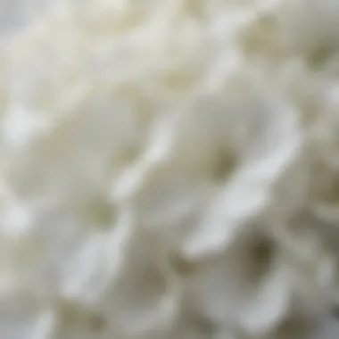 Close-up of lifelike white faux hydrangea petals showcasing detail